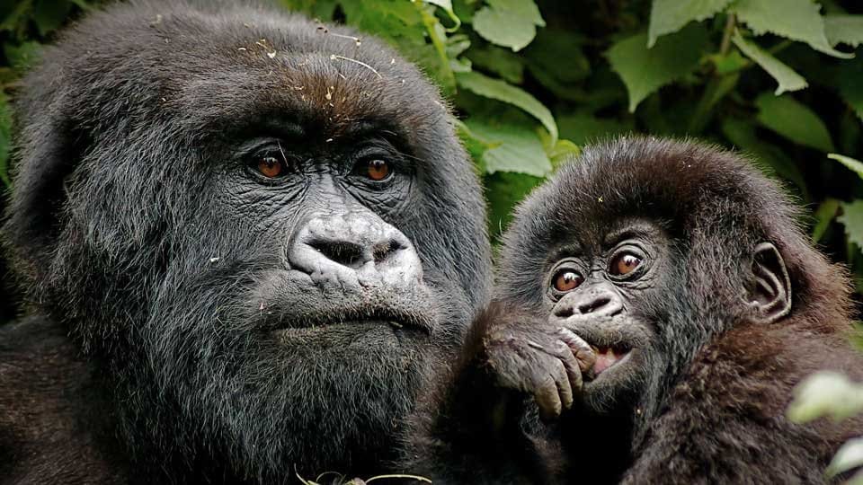Gorilla with her baby in volcanoes national park, Rwanda