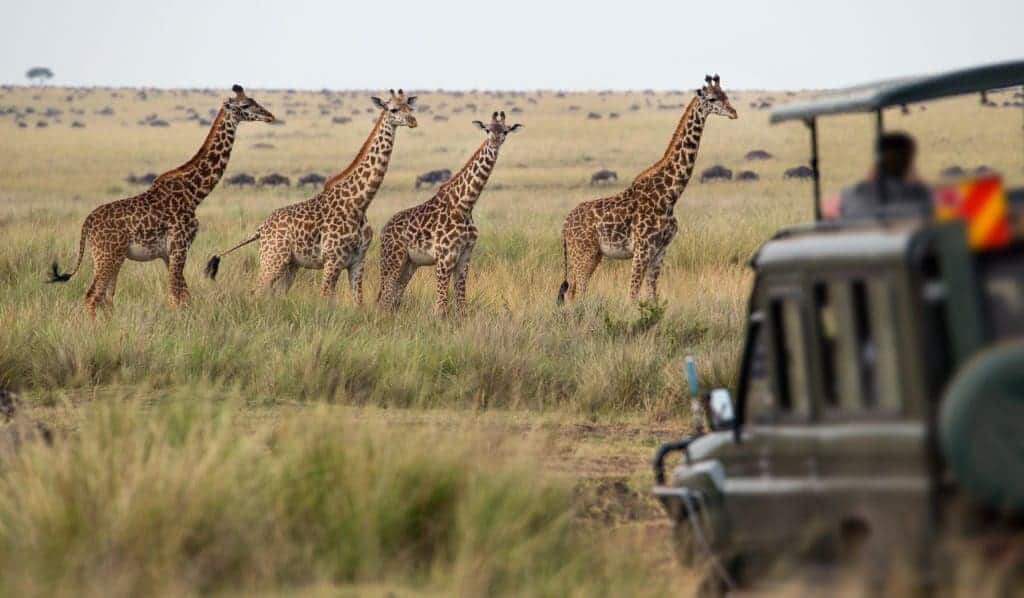 Exploring Tanzania Wildlife on a Budget: A Guide to Affordable Tanzania Safari Costs