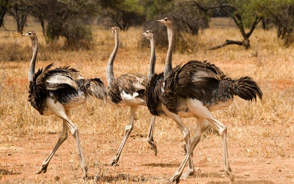 Bird watching safari Tanzania