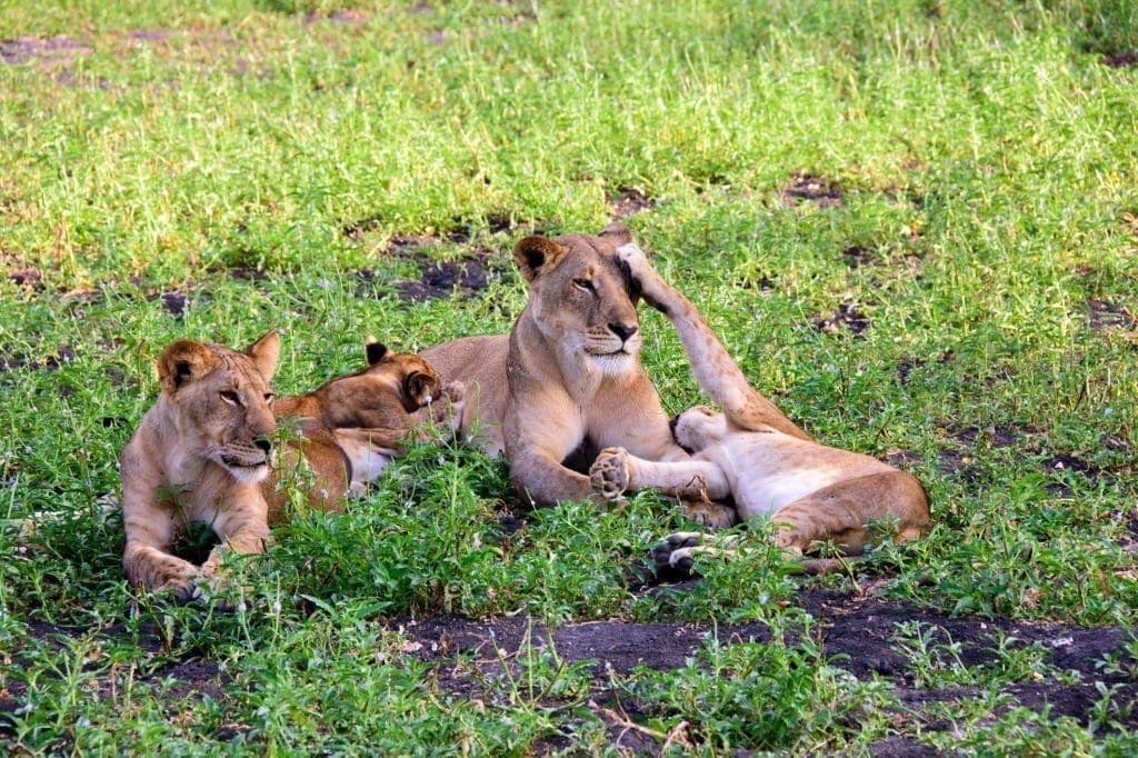 Tanzania family safari