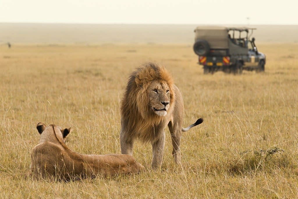 Best time for safari in Kenya