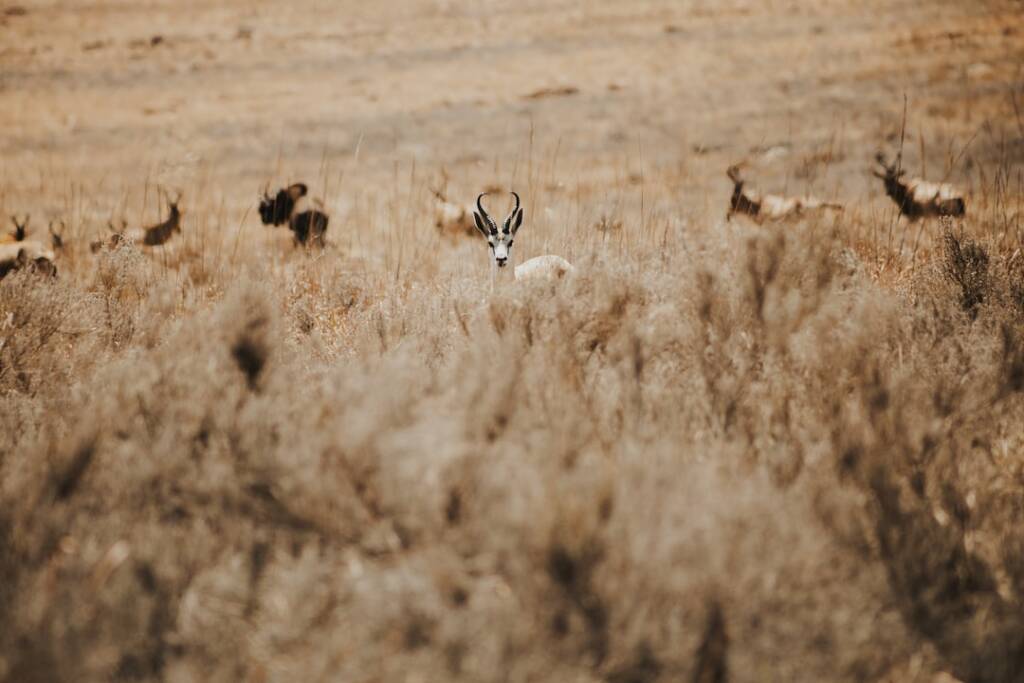 Kenya Luxury safari
