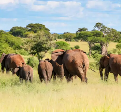Family safari in kenya