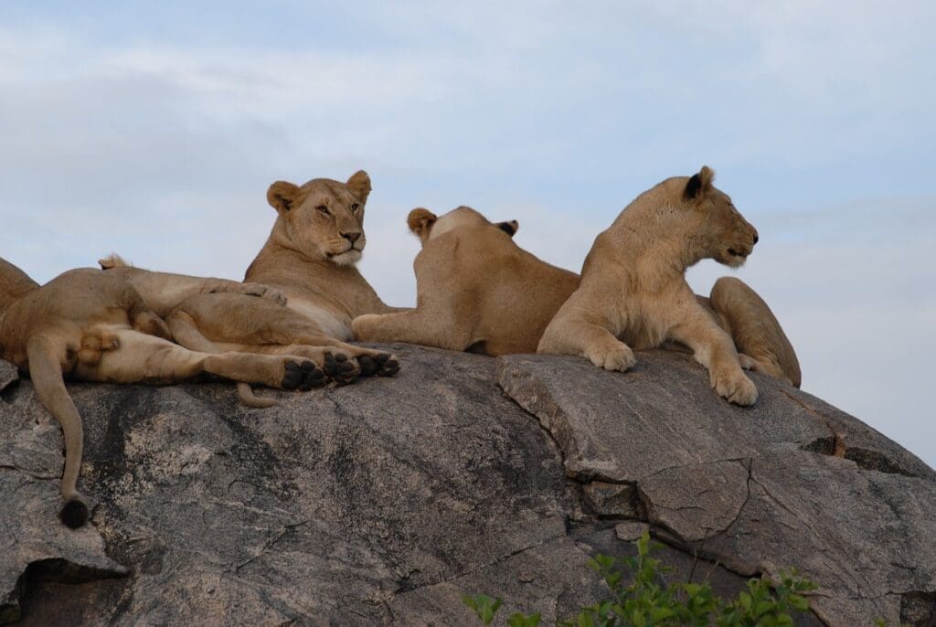 7 day safari