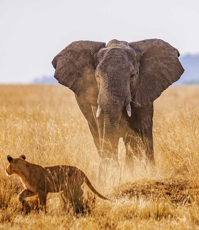 Elephant-&-Lion