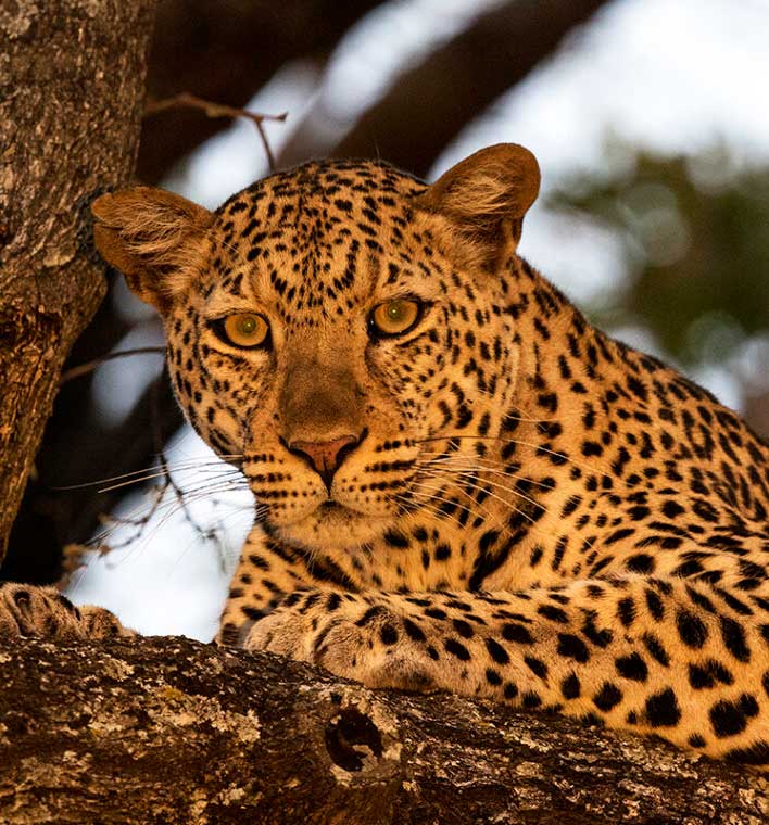 Leopard-in-serengeti