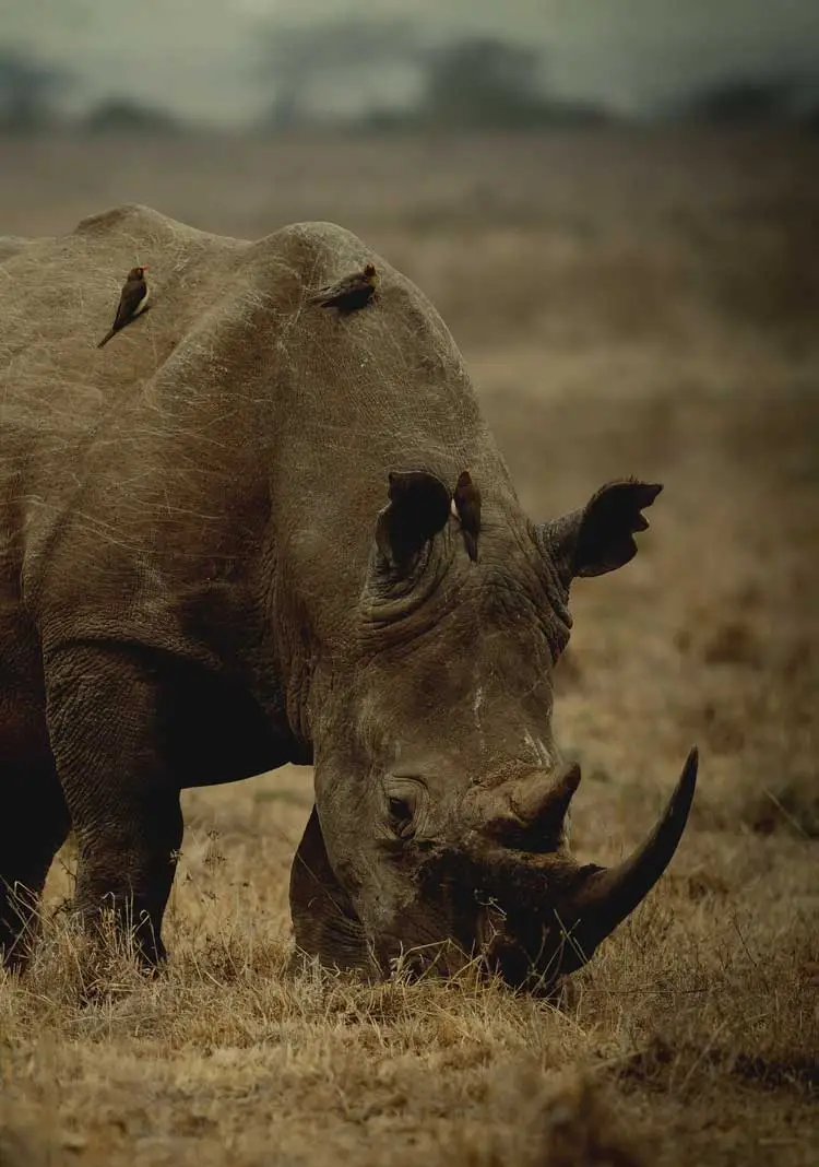 SHIRI HEADER RHINO