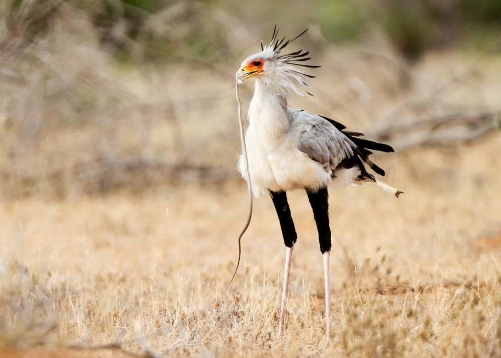 secretary bird vs snake