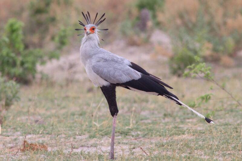 secretary bird on a safari