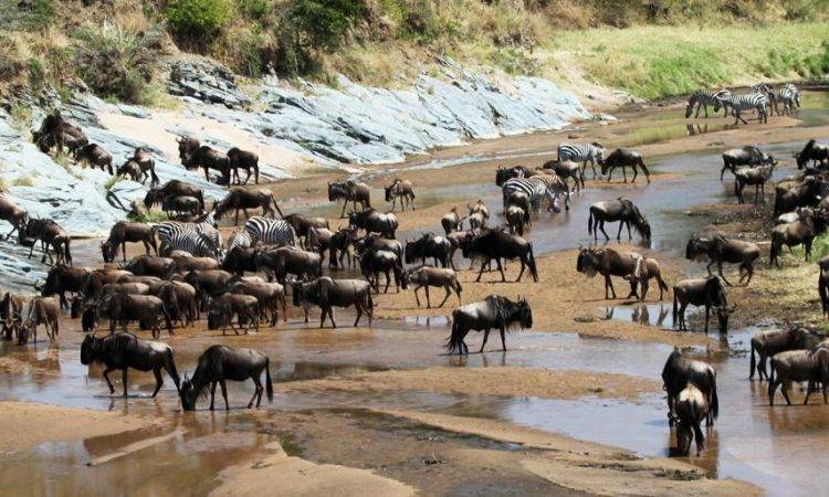 serengeti