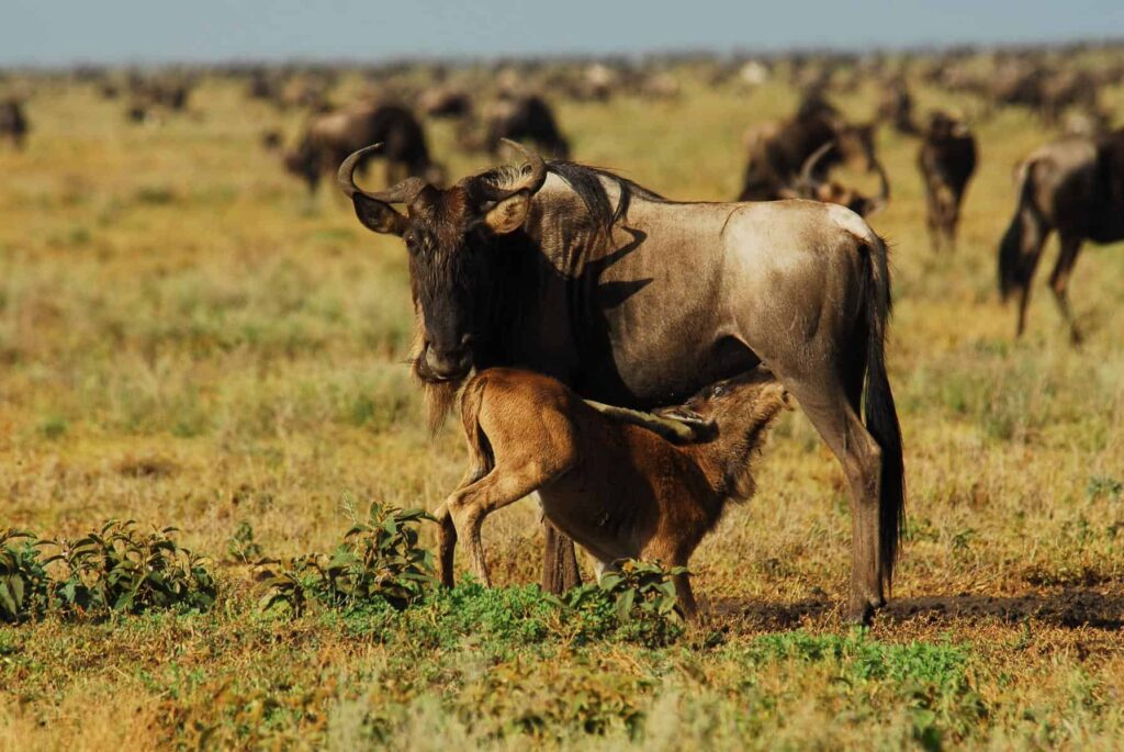 Another Day in Northern Serengeti