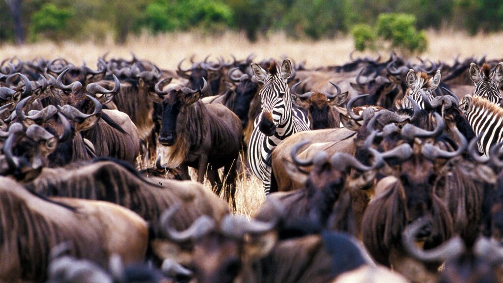 Following the Great Migration