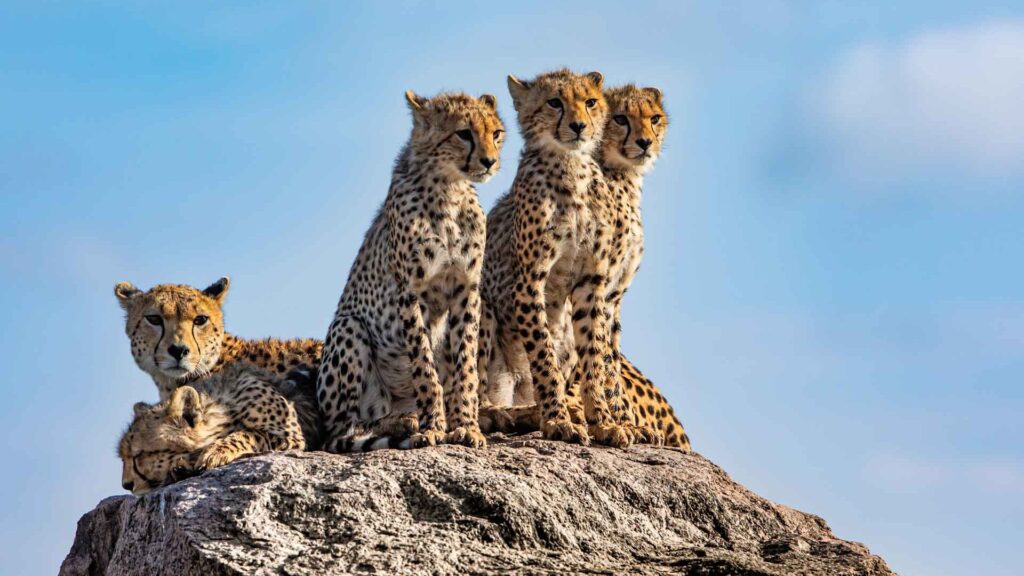 From the Serengeti to Zanzibar