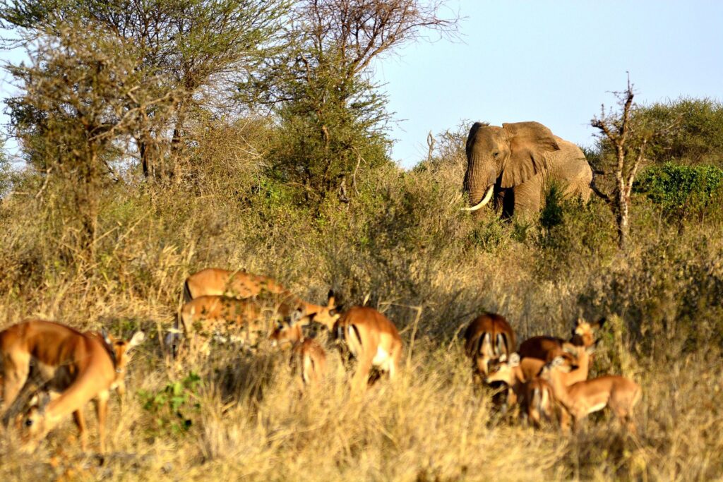 Into Tarangire — Land of Giants