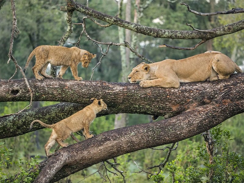 Lake Manyara National Park, famous for its lush groundwater forest, vibrant birdlife, flamingos, and tree-climbing lions.