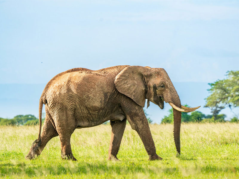 Tarangire Elephants