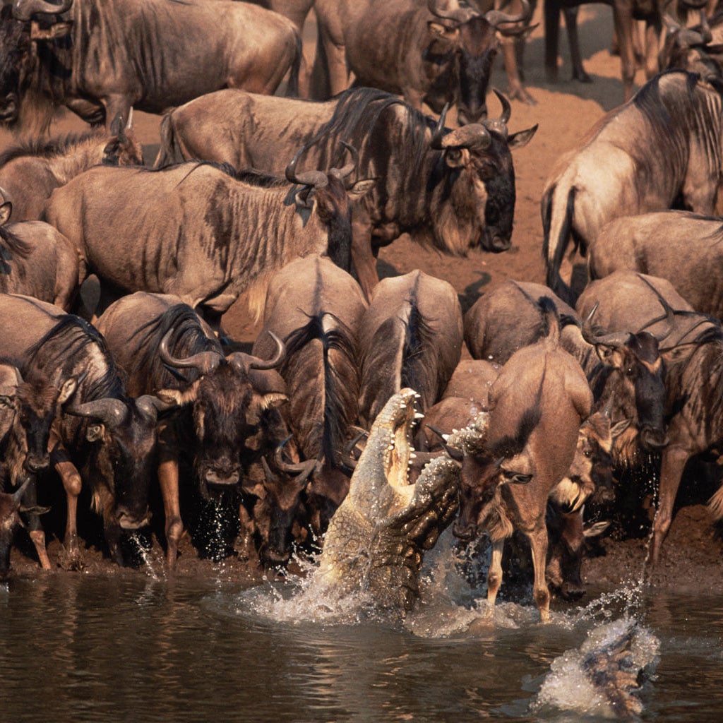 The Great Migration