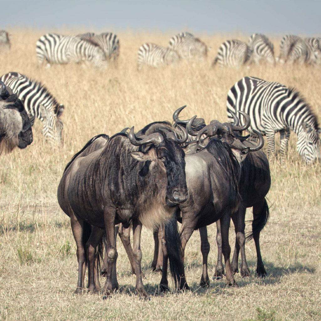 What is the best time for a safari