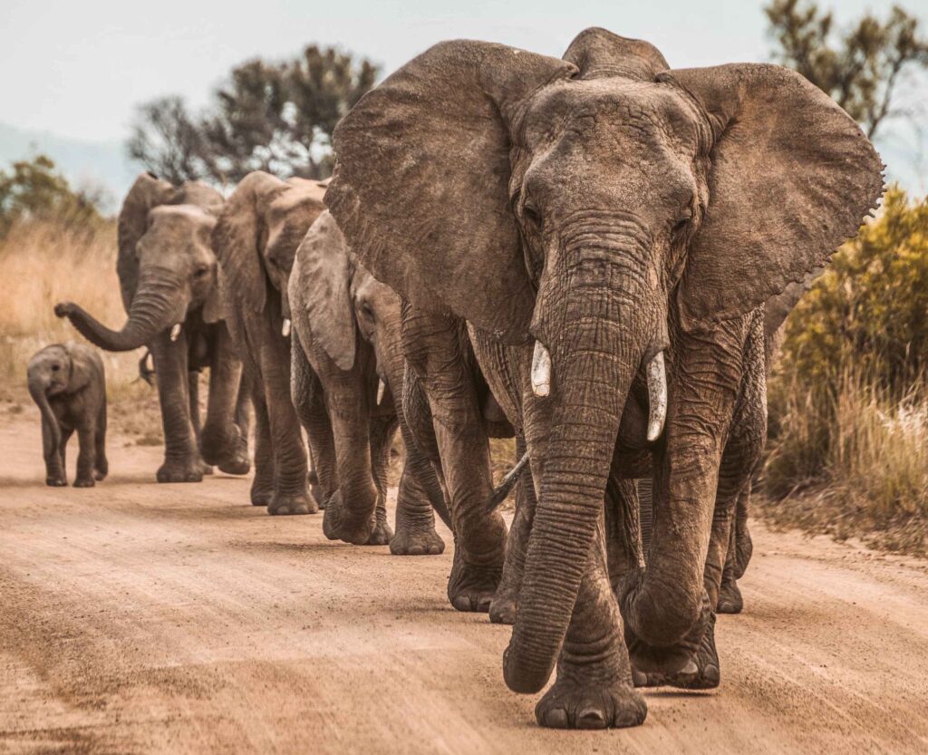 big-5-animal-elephant