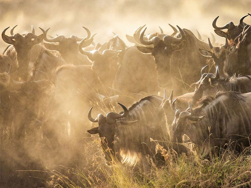game drives in the Central Serengeti