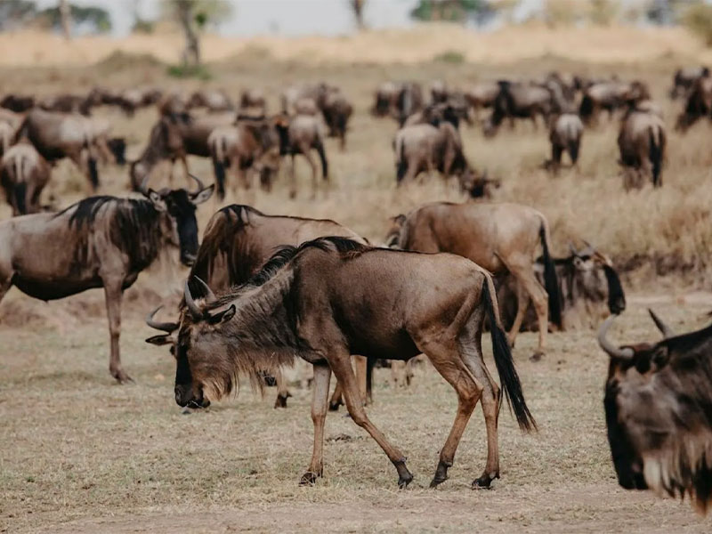 large herbivore herds moving across the open plains