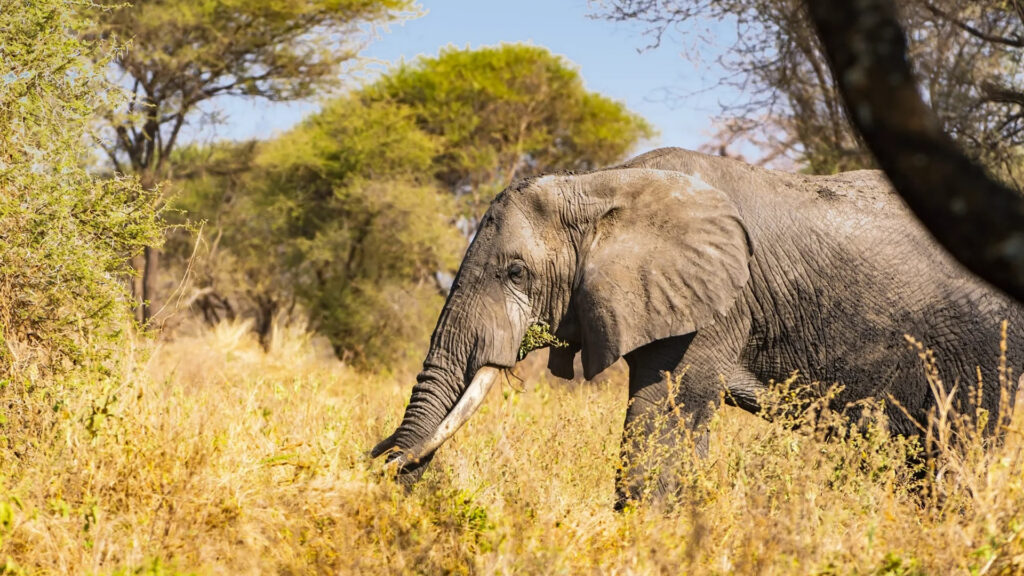 tarangire-national-park1 farewell wild