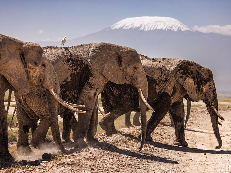 the largest elephant herds in East Africa