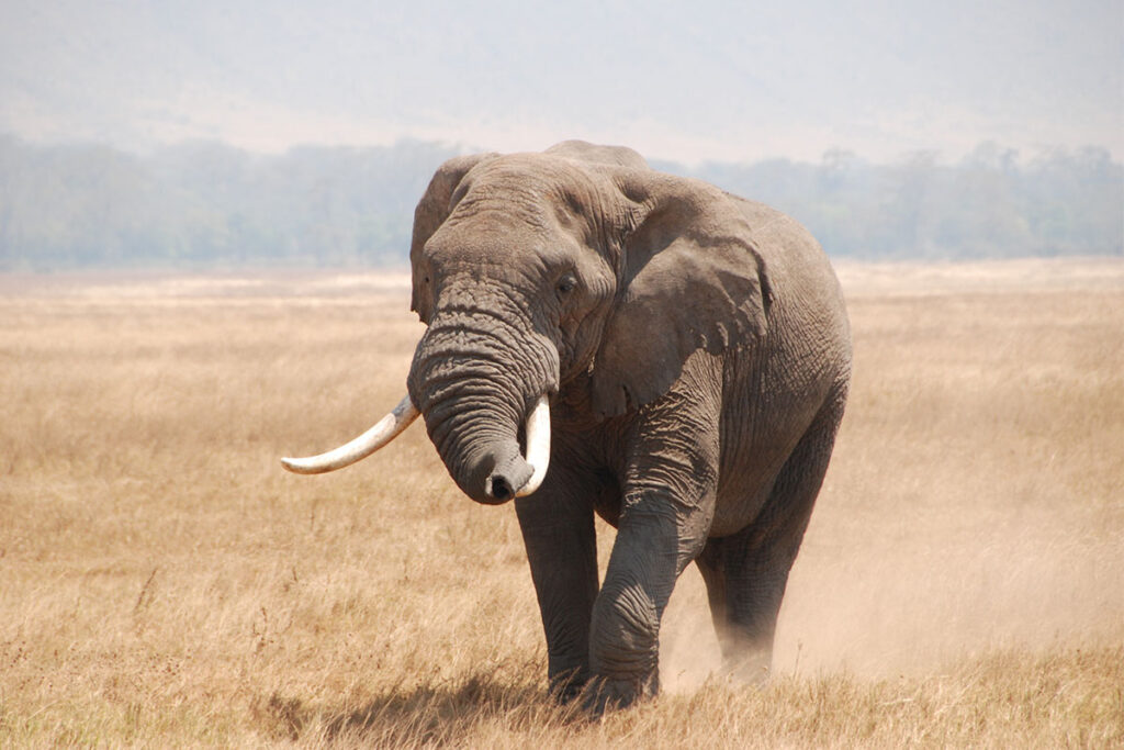 Elephant-Herds