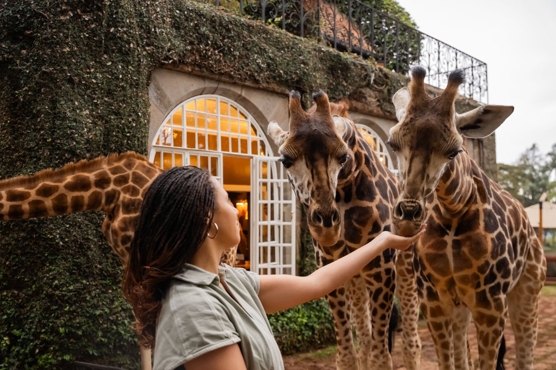 the-safari-collection-giraffe-manor-giraffes-03.ce642d2b