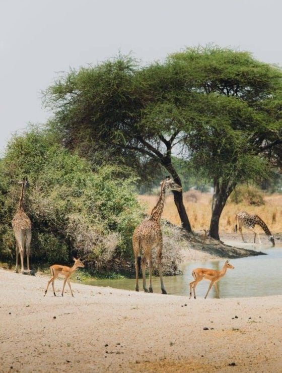 Group of giraffes and antelopes refreshing by the lake in Tarangire National park, Tanzania