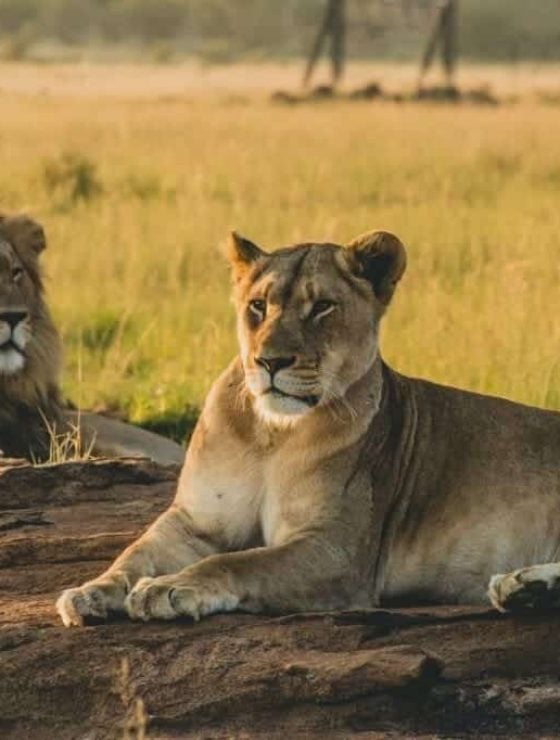Male and female lions laying on the sand and resting in vast grasslands