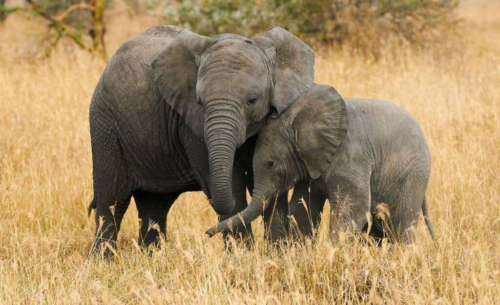Two small elephants brothers of different ages are near each other Best time for safari in Kenya