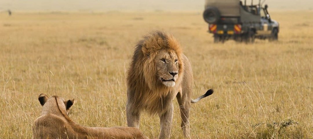 Best time for safari in Kenya