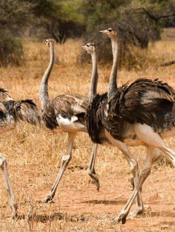 Bird watching safari Tanzania