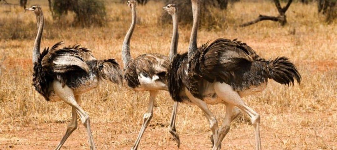 Bird watching safari Tanzania