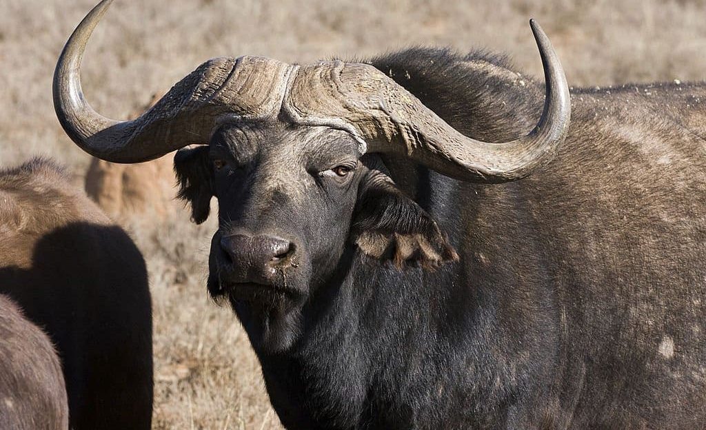 Buffalo