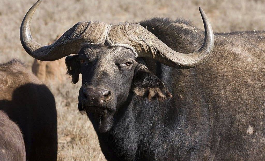 Buffalo Buffalo