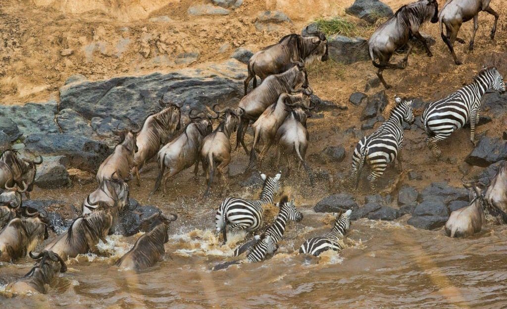 The Great Wildebeest Migration
