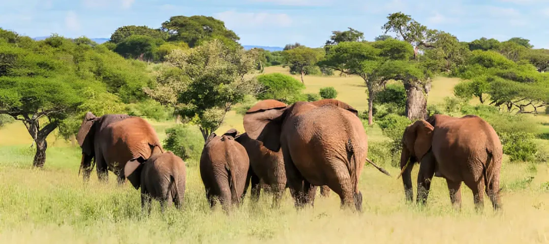 Family safari in kenya