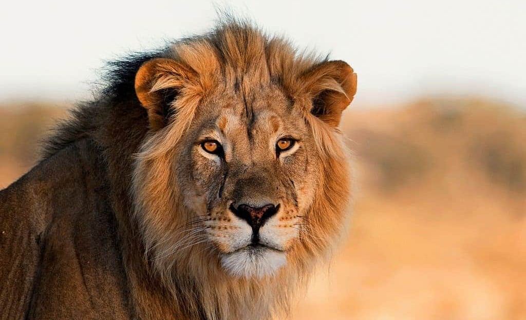 Male Lion Serengeti