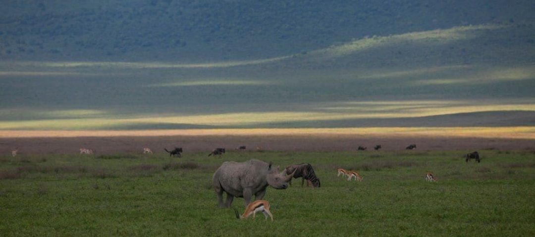Ngorongoro Crater