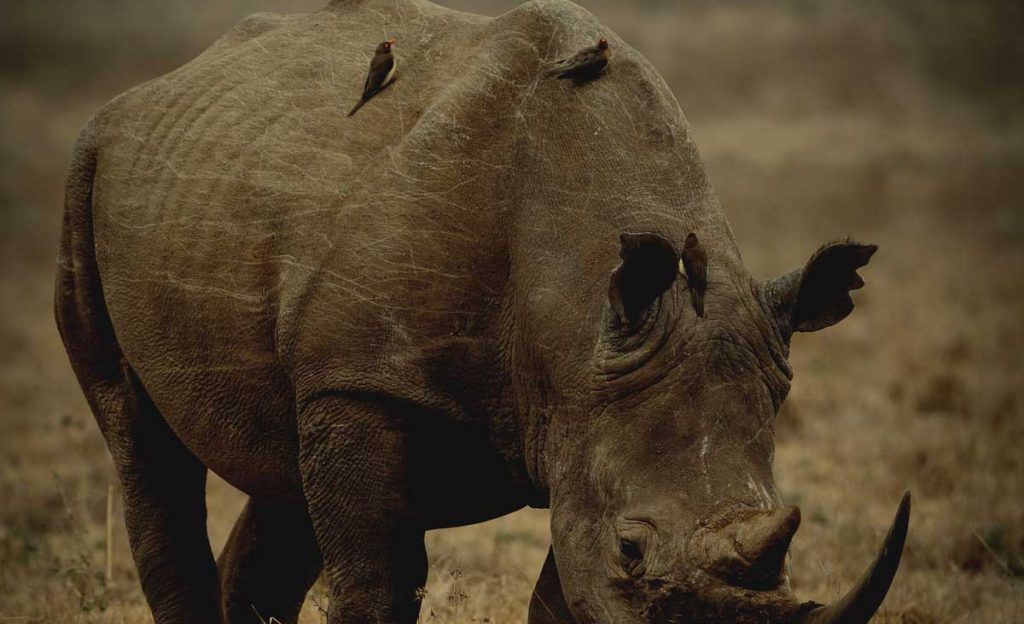 Rhino In Serengeti 2