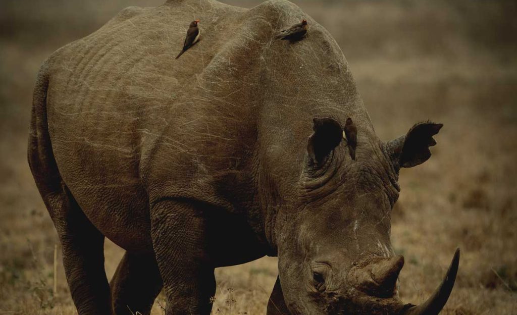 Rhino In Serengeti 2 Rhino In Serengeti 2