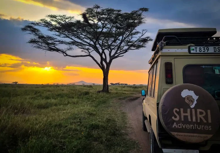 Serengeti-Sunset-2025.webp 2