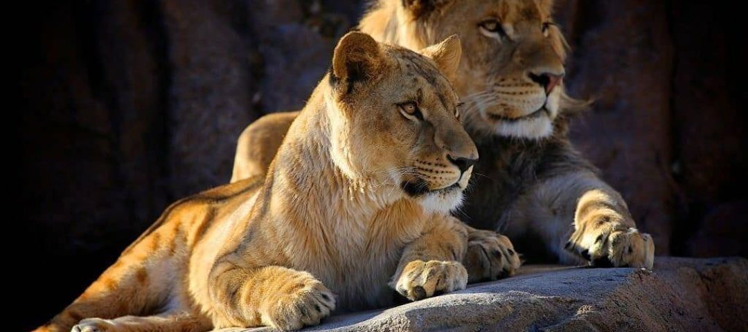 Serengeti safari cost