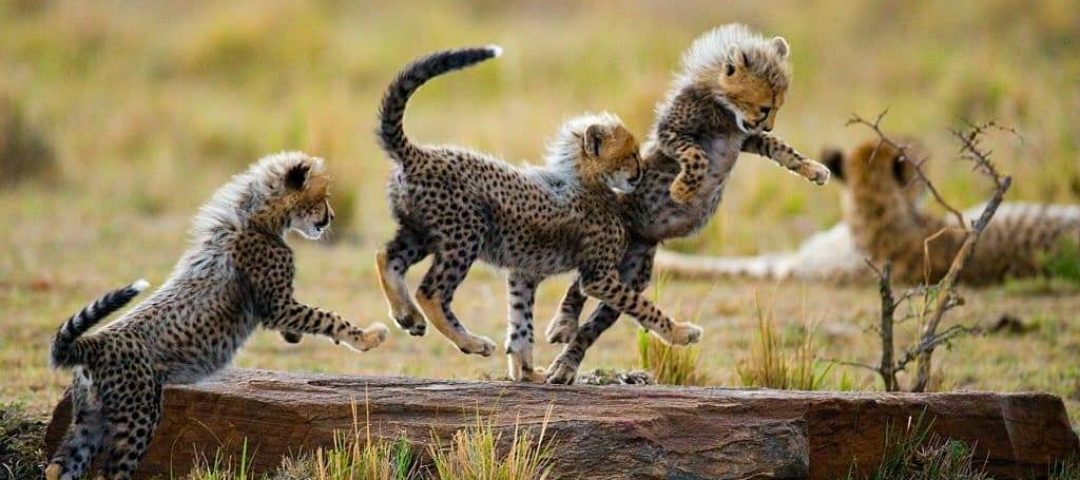 Serengeti safari cost