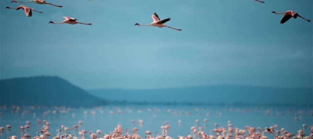 10-Day Kenya and Tanzania Combo Safaris