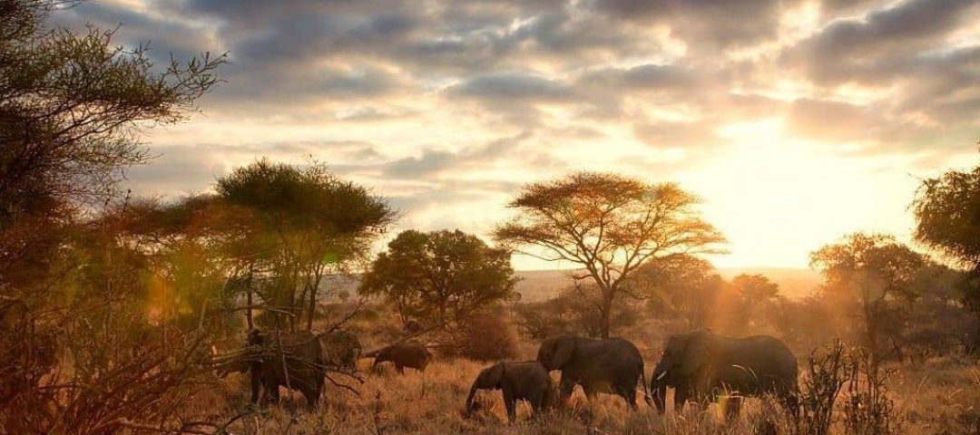 10-Day Kenya and Tanzania Combo Safaris