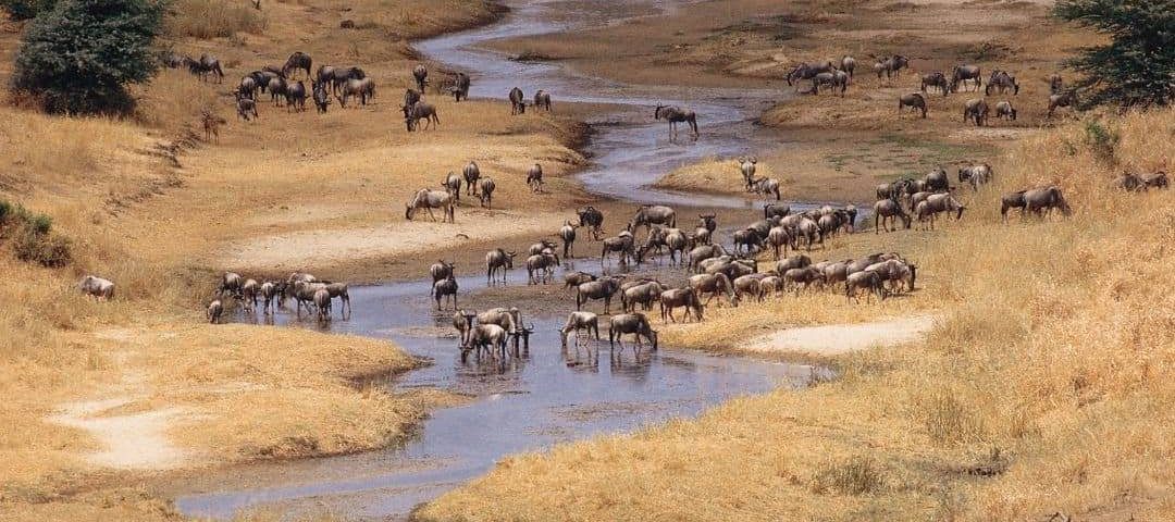 Tarangire (3) Tarangire (3)