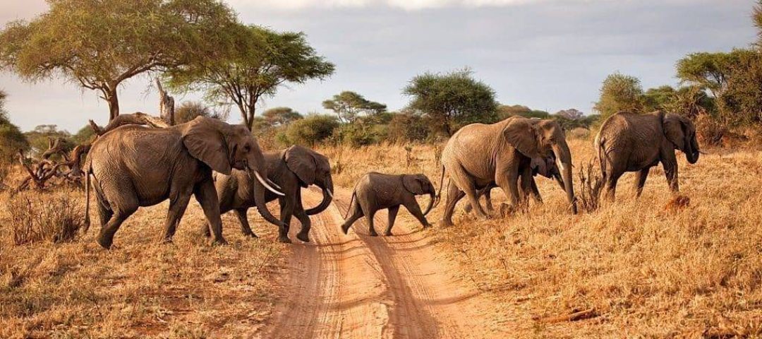 Tarangire Safari Day Trip